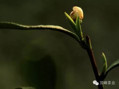 春風化雨靈芽醒，西湖(hú)龍井吐新芽（噓~少(shǎo)量開(kāi)采在即，預定從速）